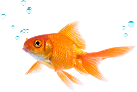 HD fish goldfish, Goldfish, S