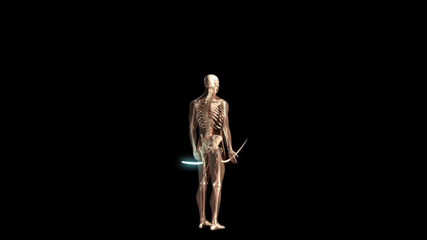 3D Video Displaying Five Eighths Clockwise Rotational Visualisation Of Human Man Anatomical Model Showing Full Body - Five, Transparent background PNG HD thumbnail