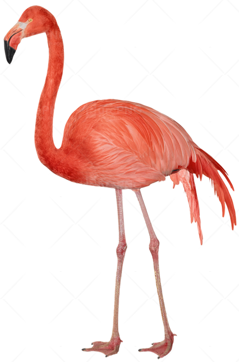 Flamingo Hd Png Hdpng.com 480 - Flamingo, Transparent background PNG HD thumbnail