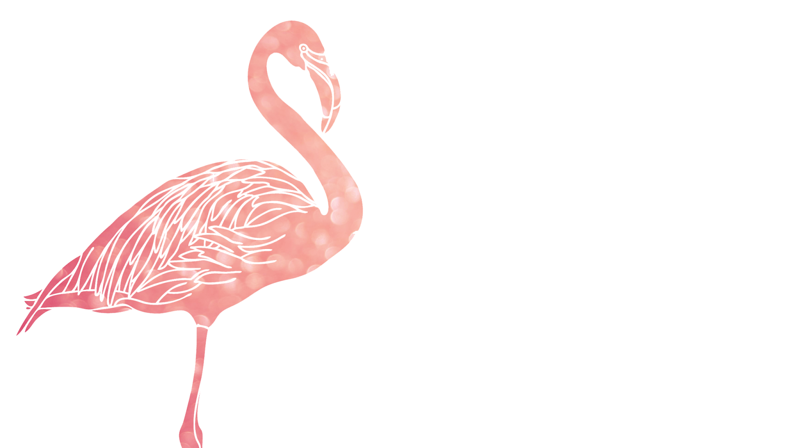 09.29.12   Flamingo Classy (Photos), 1600X900 - Flamingo, Transparent background PNG HD thumbnail