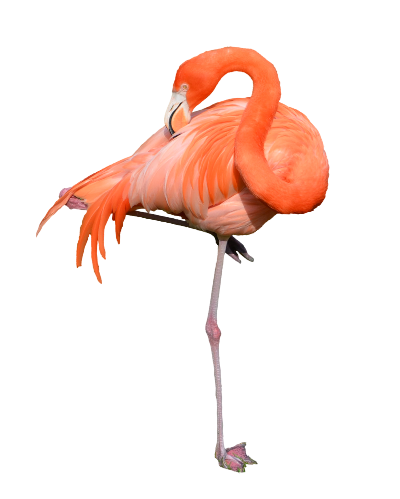 Flamingo HD PNG-PlusPNG.com-4