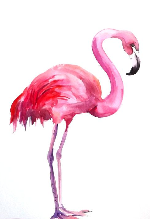Image result for flamingo