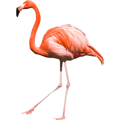 Flamingo, Bird, Silhouette, P