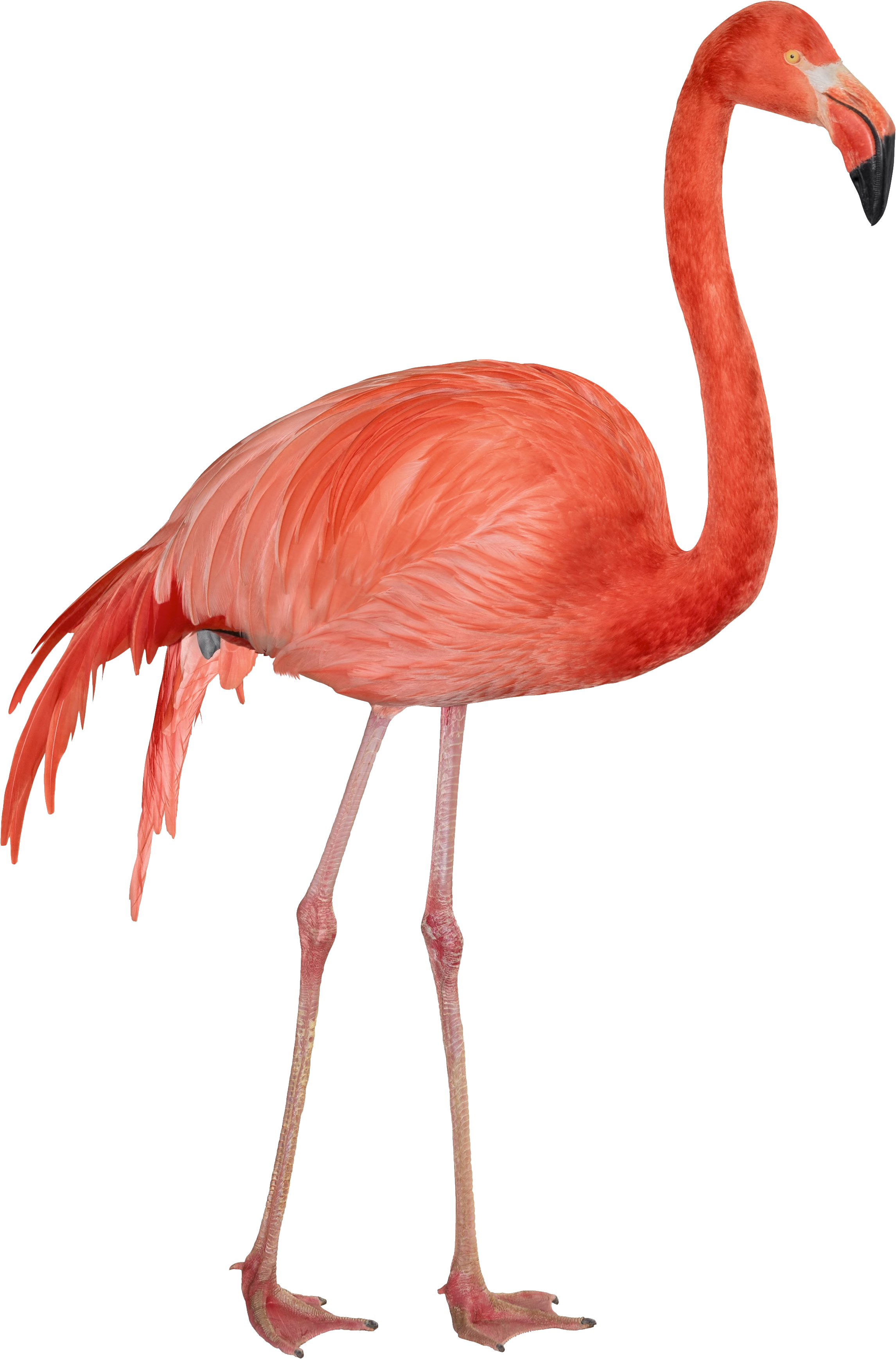 Flamingos, Creative Birds, An