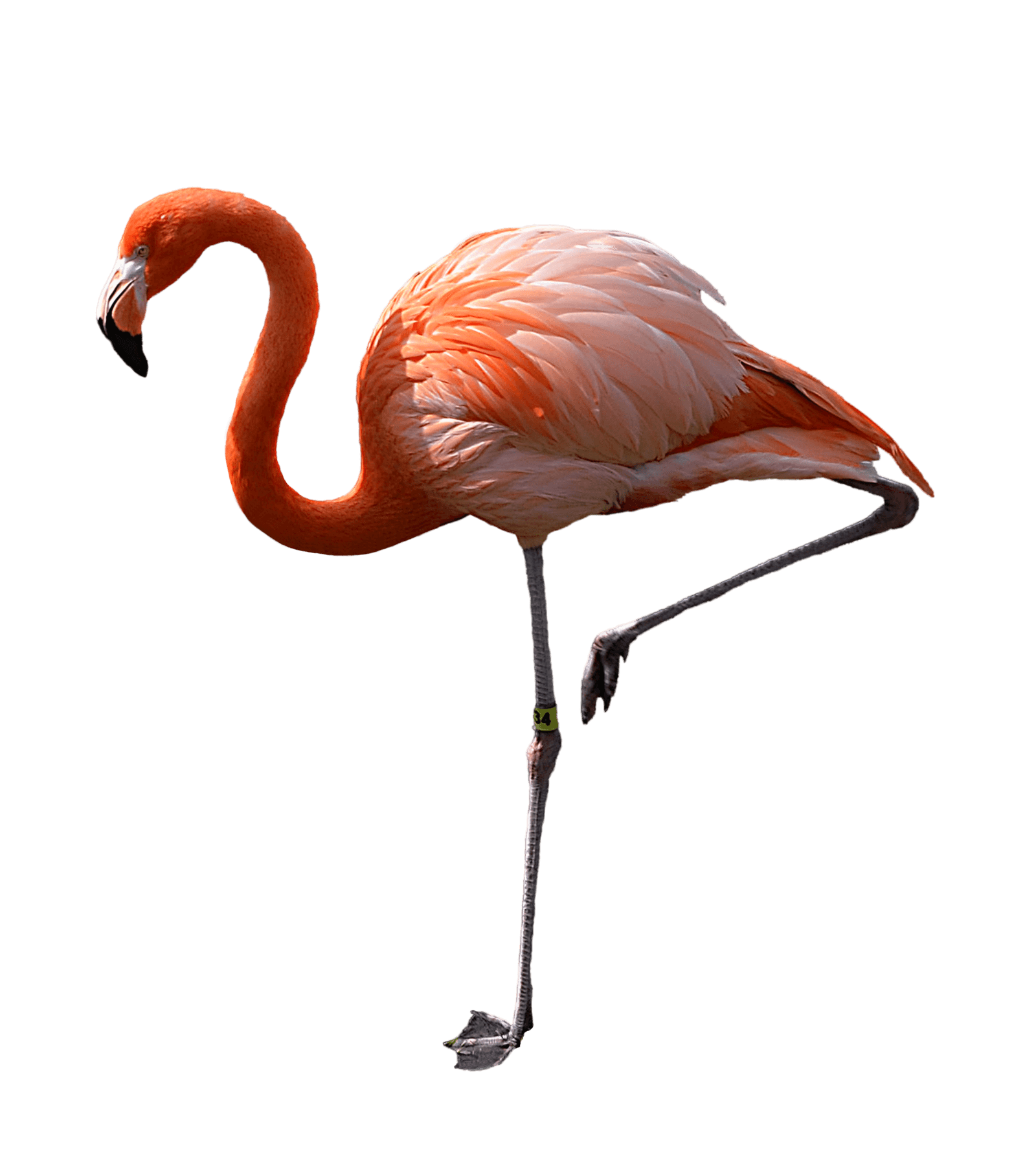 Similar Flamingo PNG Image
