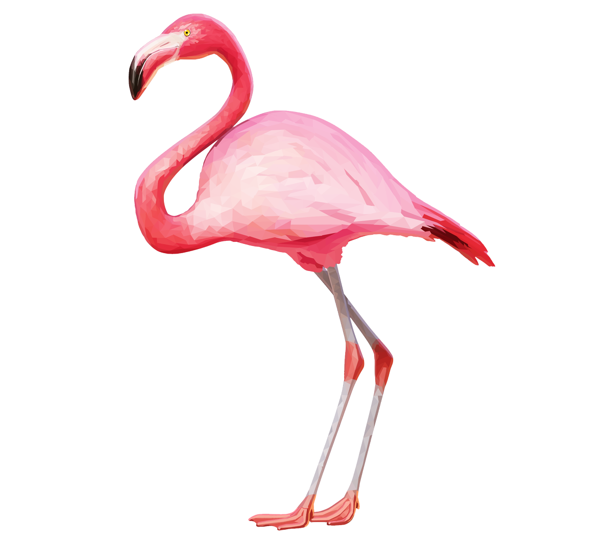Image Result For Flamingo - Flamingo, Transparent background PNG HD thumbnail