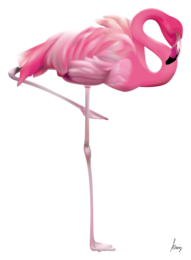 Flamingo, Bird, Silhouette, P