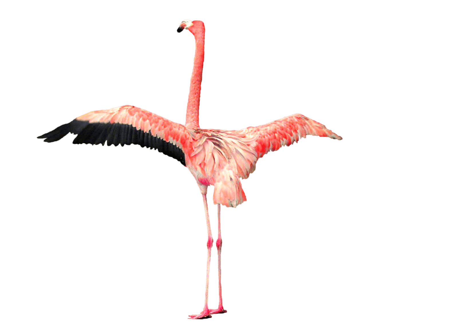 Flamingo Open Wings - Flamingo, Transparent background PNG HD thumbnail