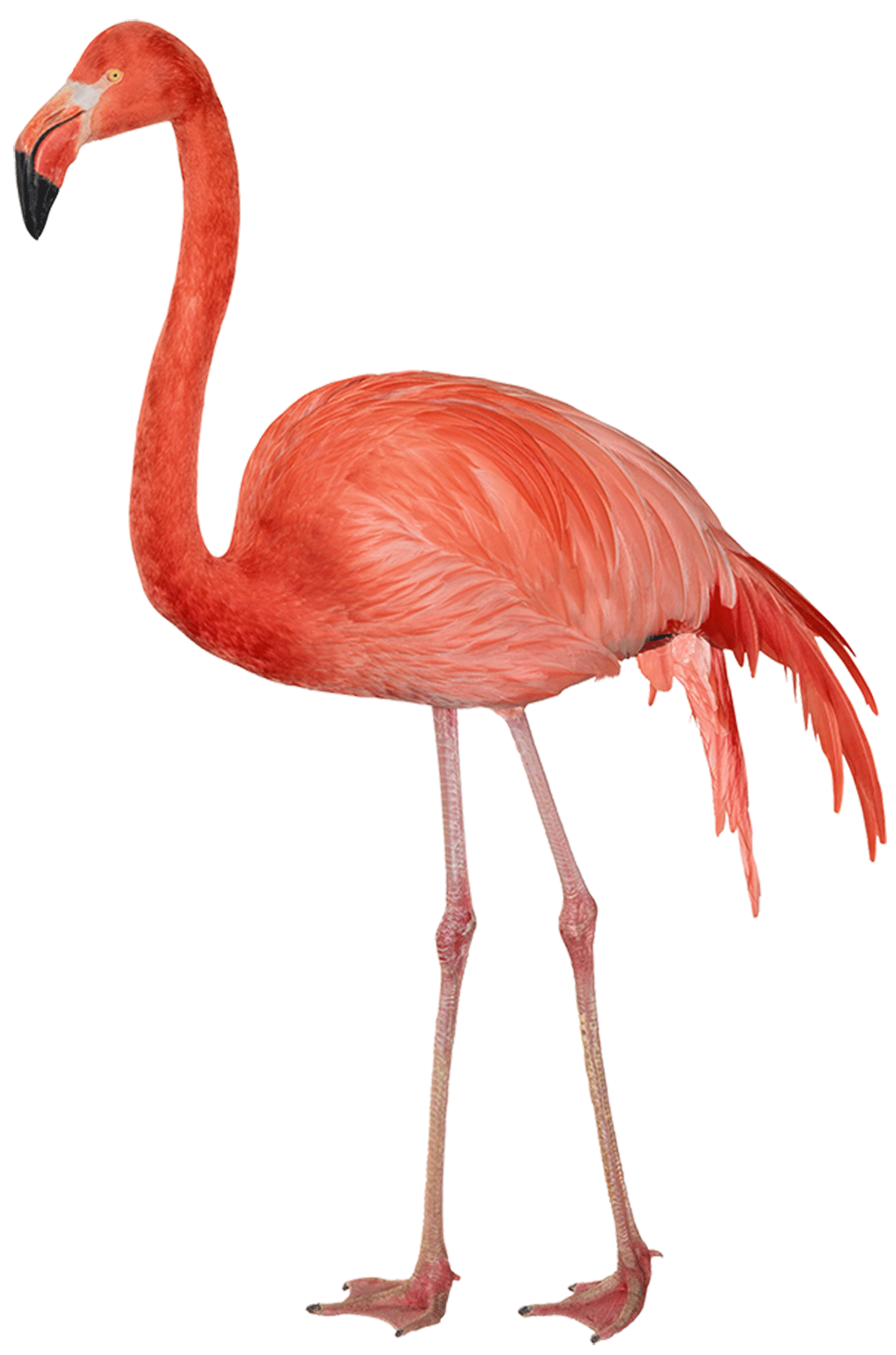 Flamingo Png - Flamingo, Transparent background PNG HD thumbnail