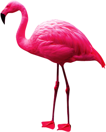 Flamingo Png - Flamingo, Transparent background PNG HD thumbnail