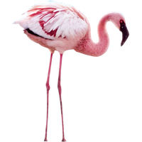 Flamingo Png File Png Image - Flamingo, Transparent background PNG HD thumbnail