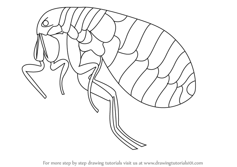 flea side view vector illustr