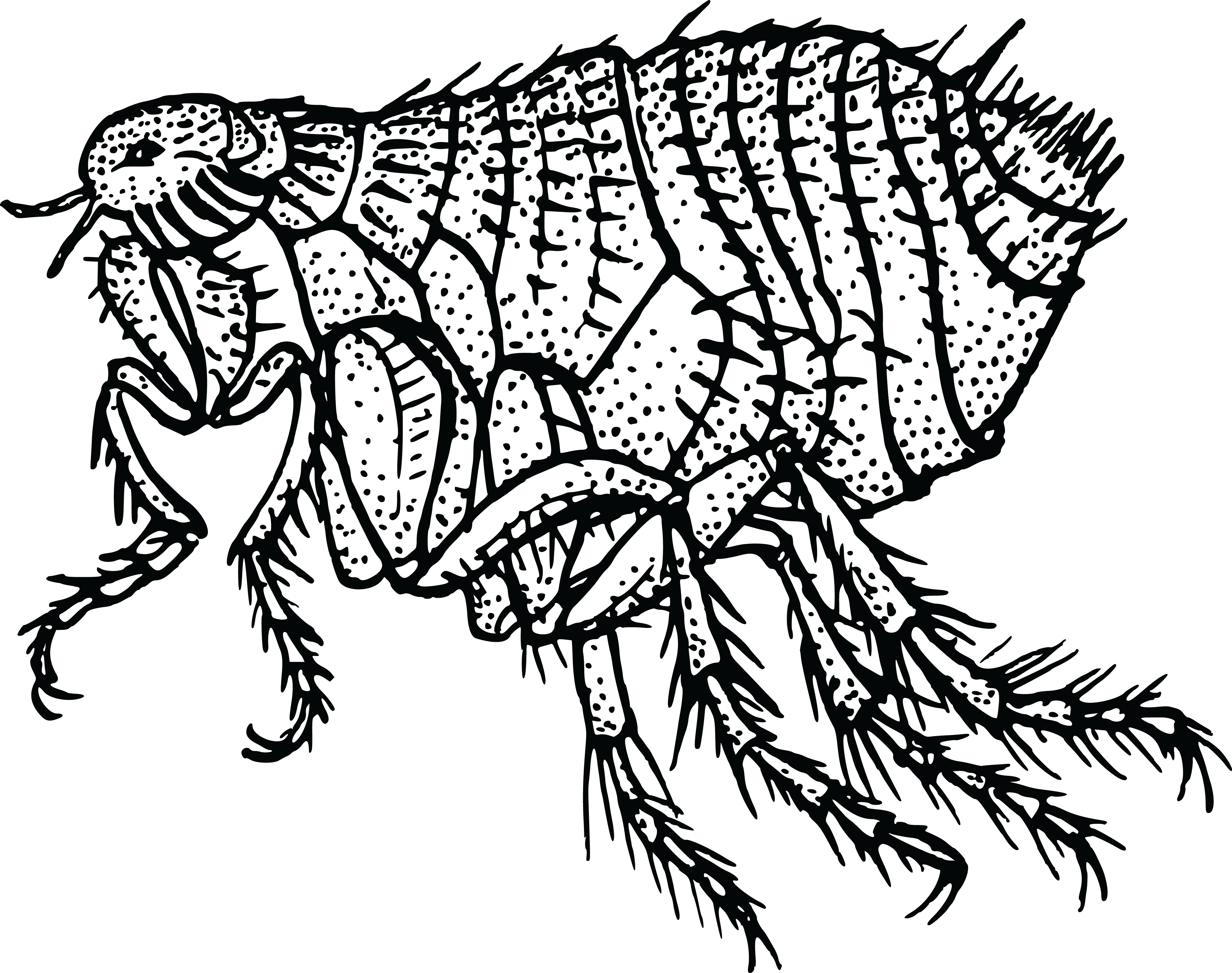  Clipart Of A flea #0001705 ., Flea PNG Black And White - Free PNG