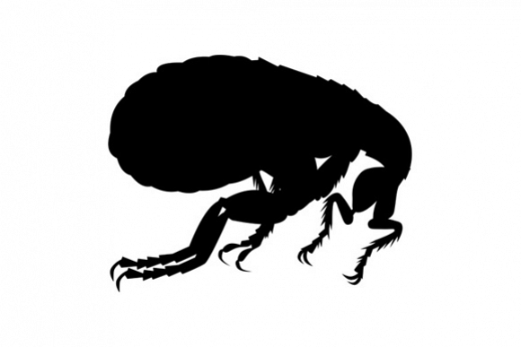 flea side view vector illustr