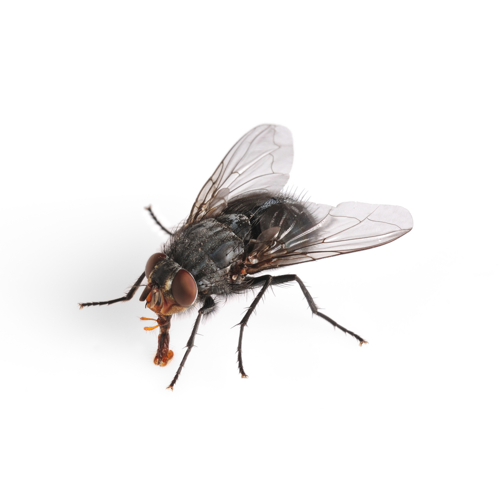 Da House Fly Flying Mosquitoes Png - Flies, Transparent background PNG HD thumbnail