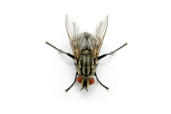 Drain Flies, Also Known As, Sewer Flies, Moth Flies Or Filter Flies Are Commonly Noticed Around Drains But Should Not Be Mistaken For The Fruit Fly, Hdpng.com  - Flies, Transparent background PNG HD thumbnail