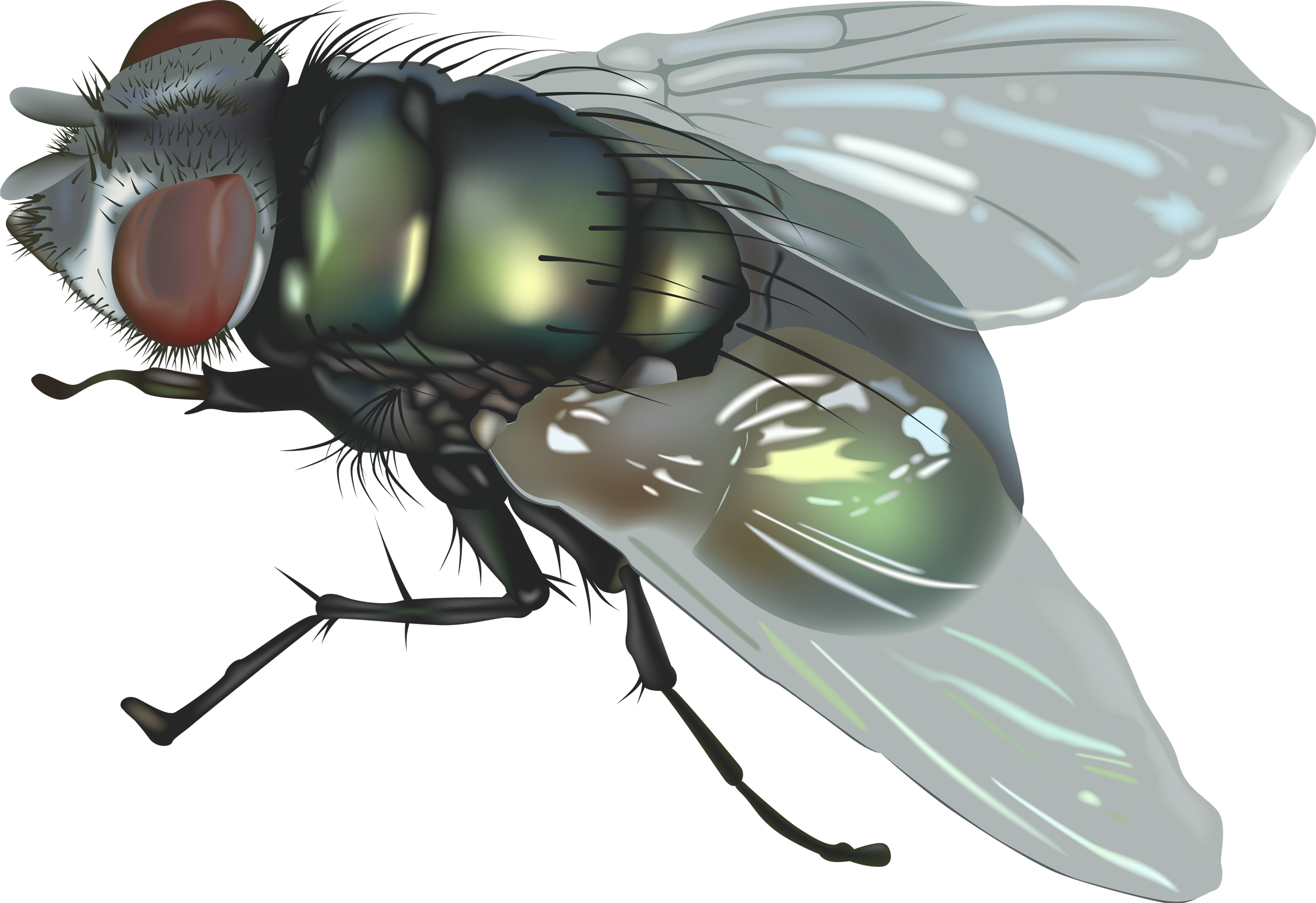Fly Png Image - Flies, Transparent background PNG HD thumbnail