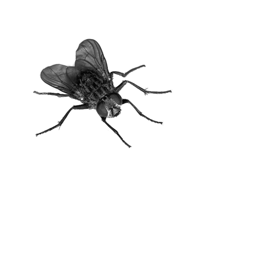 Fly Png Image - Flies, Transparent background PNG HD thumbnail