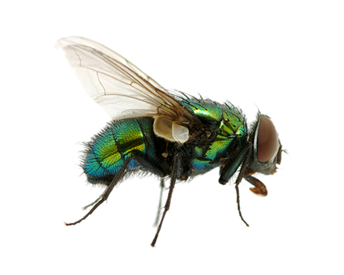 Green Fly Png Image - Flies, Transparent background PNG HD thumbnail