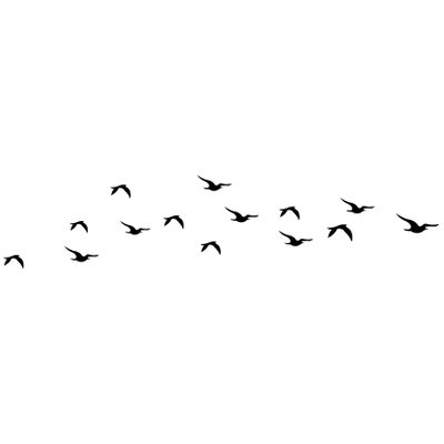 Bird Silhouette Flying - Flock of Birds, Transparent background PNG HD thumbnail