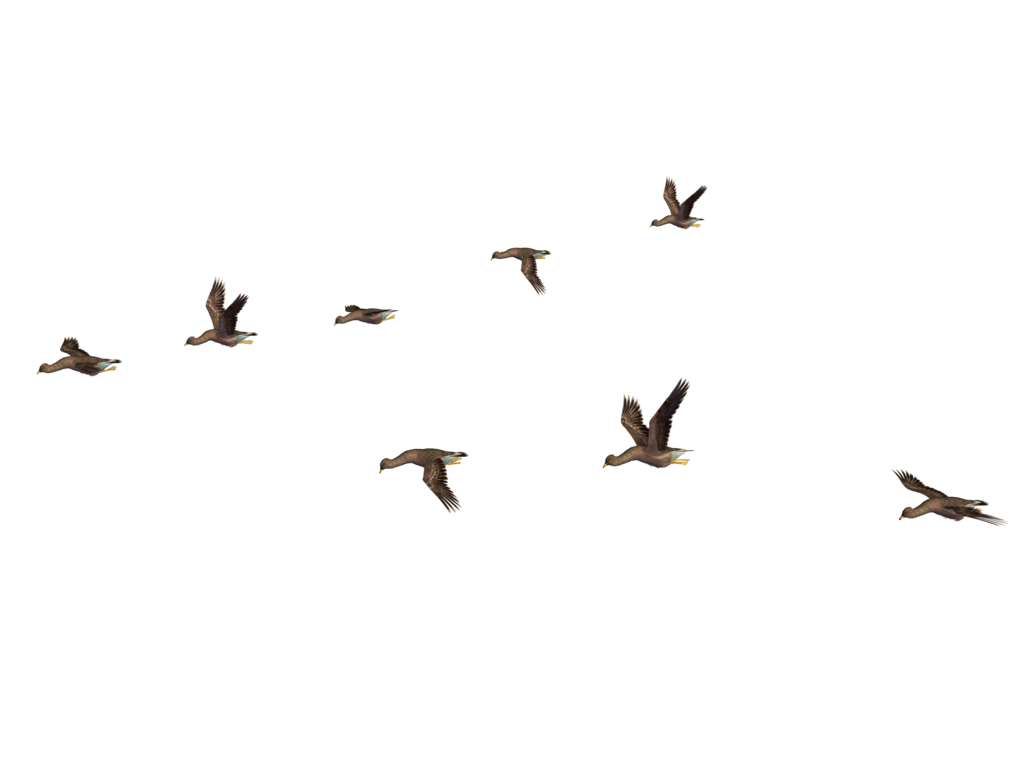 Birds Png File - Flock of Birds, Transparent background PNG HD thumbnail