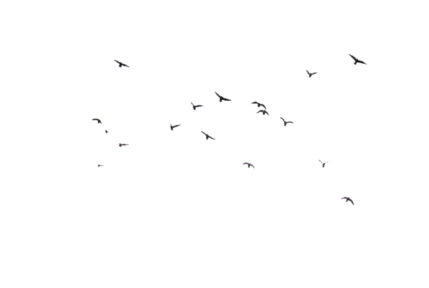 Birds Flying Png image #3504