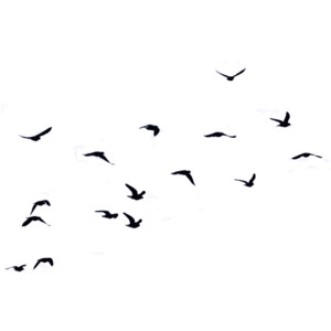 Flock Of Birds Flying - Flock of Birds, Transparent background PNG HD thumbnail