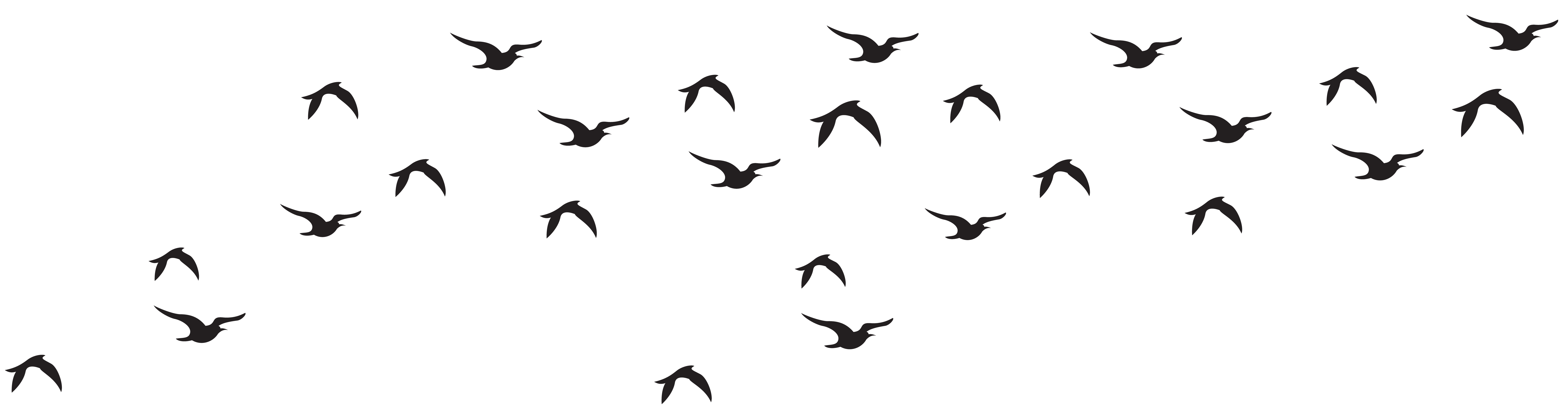 Png 8000X2087 Flock Of Birds Transparent Background - Flock of Birds, Transparent background PNG HD thumbnail