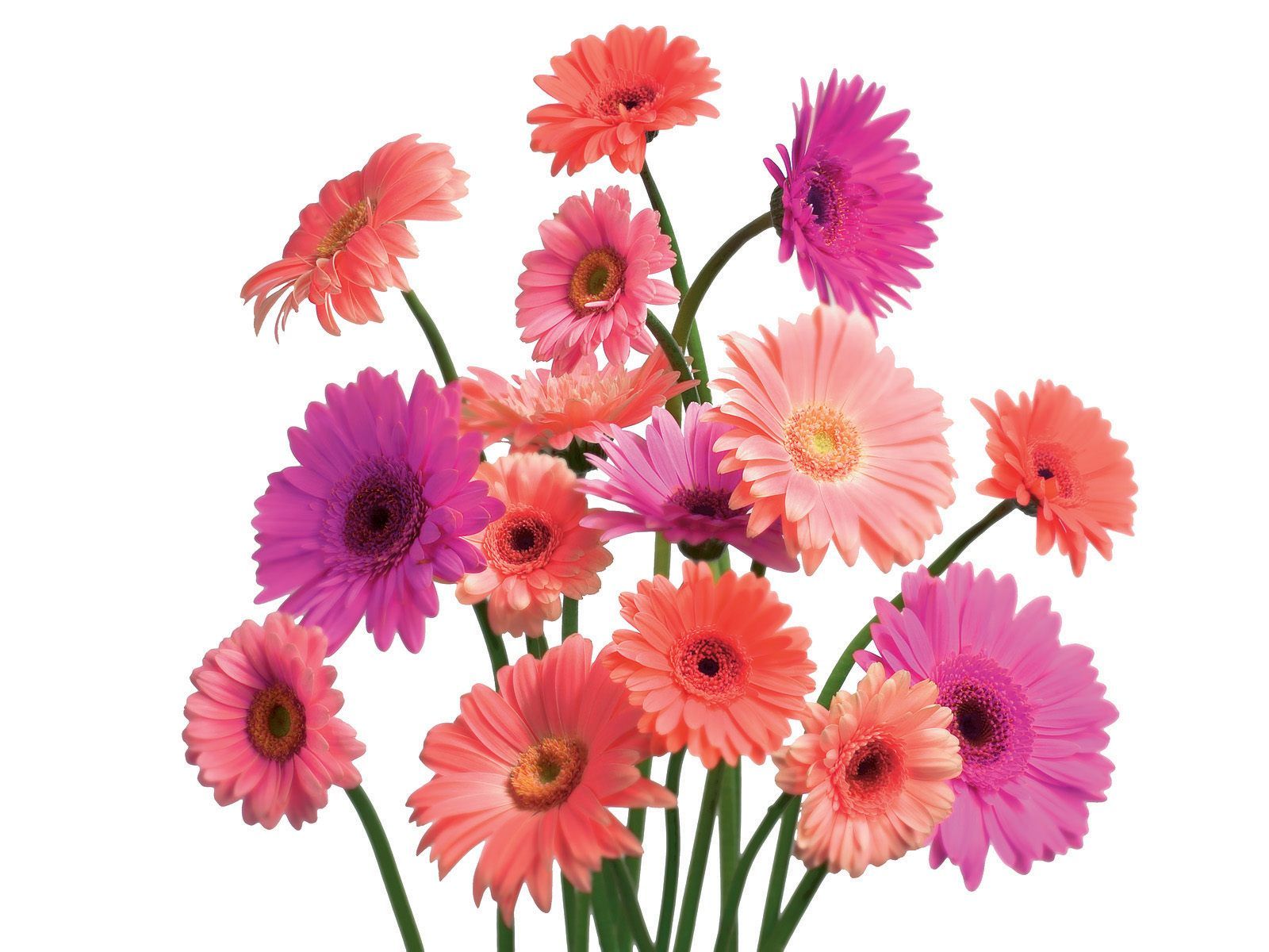 Flowers Flower Beautiful Nature Pink Daisy Specila Wallpaper - Flower, Transparent background PNG HD thumbnail