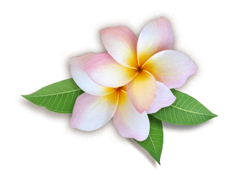 Plumeria Flowers Png Hd - Flower, Transparent background PNG HD thumbnail