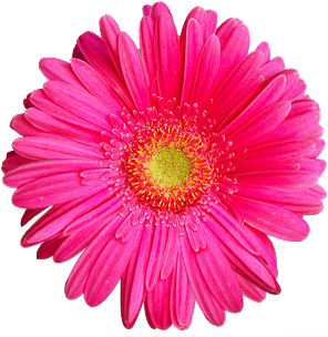 Adobe Photoshop .png , Colorful Flower , Flower.png , Http:/ - Flower, Transparent background PNG HD thumbnail