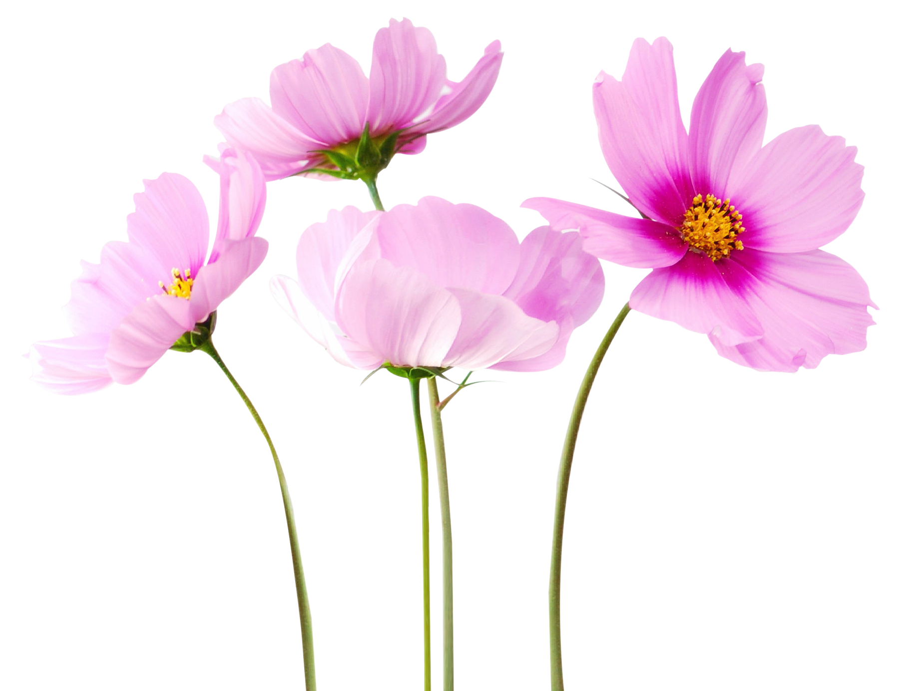 Cosmea Flower Png Image - Flower, Transparent background PNG HD thumbnail