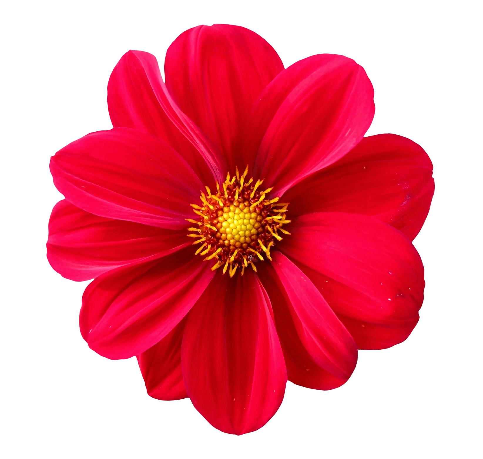 Large Pink Flower PNG Clipart