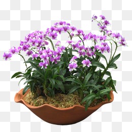 Bonsai, Flowers, Greenery, Potted Png And Psd - Flower Pot, Transparent background PNG HD thumbnail