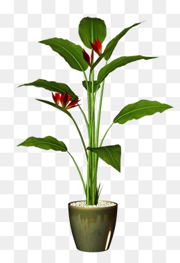 Potted, Potted, Flower Pot, Plant Png Image - Flower Pot, Transparent background PNG HD thumbnail