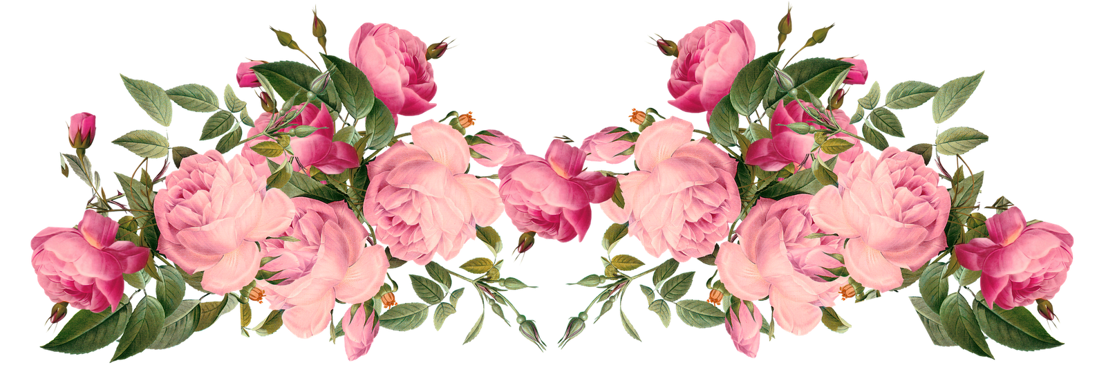 Pink Rose Borders | Free Pink Roses Border, Vintage Style - Flowers Borders, Transparent background PNG HD thumbnail