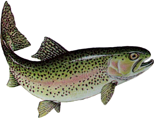 Filename: Rainbow_Trout.png   Png Trout - Fly Fishing, Transparent background PNG HD thumbnail