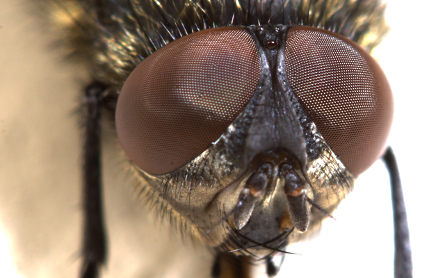 File:mac Stack Fly.png - Fly, Transparent background PNG HD thumbnail