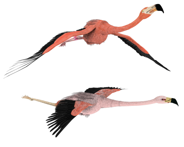 Flamingo Png Hd Png Image - Fly, Transparent background PNG HD thumbnail