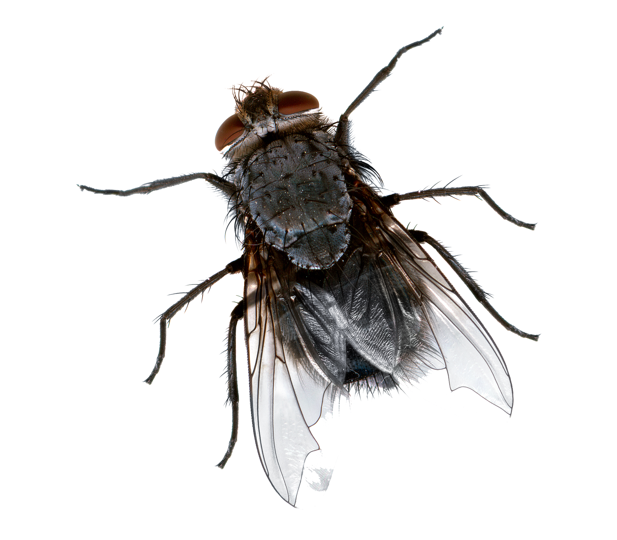 Mosquito Png Hd PNG Image