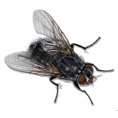 Flies Transparent Background