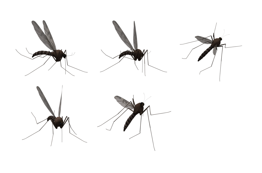 Mosquito Png Hd Png Image - Fly, Transparent background PNG HD thumbnail
