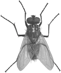 . Hdpng.com Animals/ Insects/ Fly.png - Fly, Transparent background PNG HD thumbnail