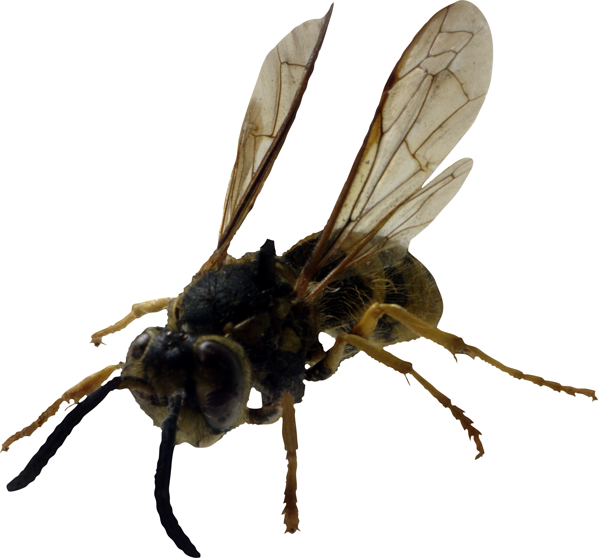 Bee Png Image - Fly, Transparent background PNG HD thumbnail