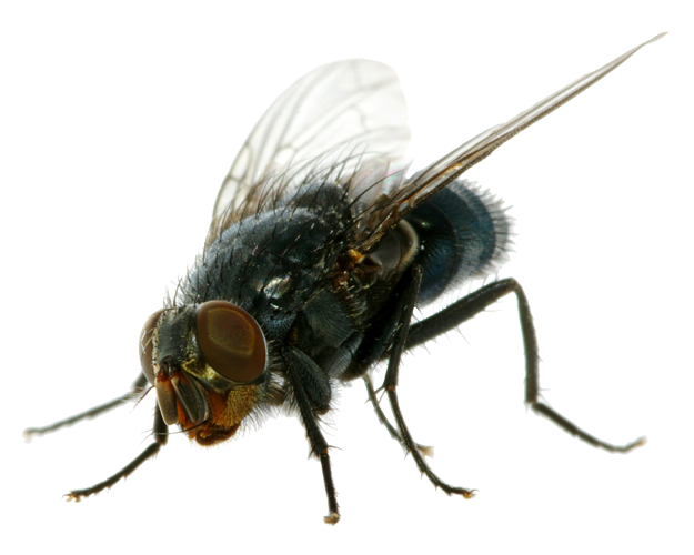 Flies Png Clipart - Fly, Transparent background PNG HD thumbnail