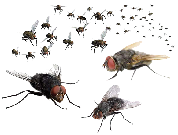 Flies Png Transparent Image - Fly, Transparent background PNG HD thumbnail