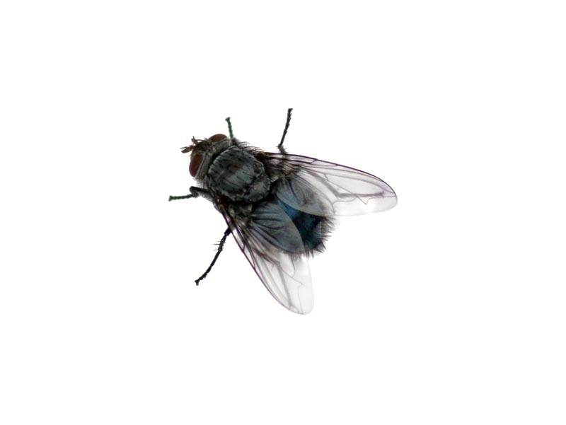 Fly Copy. Hdpng.com  - Fly, Transparent background PNG HD thumbnail