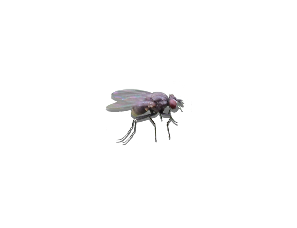 Fly Png Free Stock By Mannyisdead Hdpng.com  - Fly, Transparent background PNG HD thumbnail