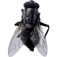 Fly Png Image Png Image - Fly, Transparent background PNG HD thumbnail