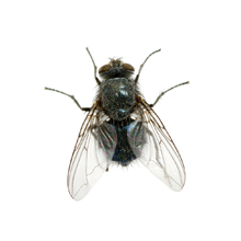 Pest Control Of Flies - Fly, Transparent background PNG HD thumbnail